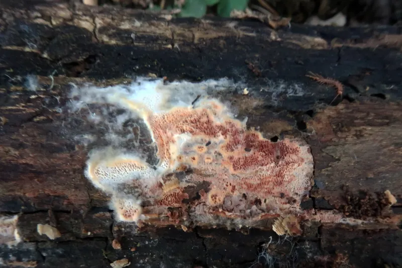 Ceriporia purpurea 1 - IMG_2963